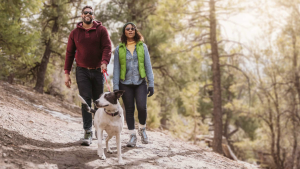 A vibrant dog park bathed in sunlight features abundant greenery with mature trees, offering ample shade for leisurely outdoor activities. In the distance is a well-equipped playground that presents an additional activity area. An inviting picnic table spreads out nearby, ideal for enjoying meals al fresco or taking relaxing breaks from play. A neatly-placed trash bin aids in maintaining the park's cleanliness for everyone's enjoyment. Dominating the scene is a generously wide dirt path gracefully curving through the expanse of grass, promising exploratory walks and lively fetch games.